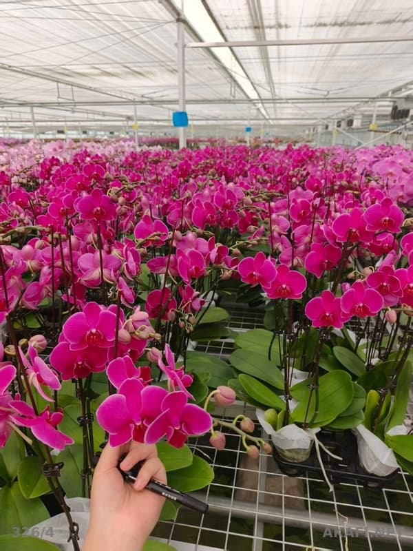 Phalaenopsis Orchids for Wholesale – Greenhouse Production – Available in Multiple Colors